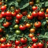 Tomatoes-on-the-Vine.jpg