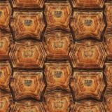 Tortoise-Shell-23.jpg