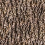 Tree-Bark-34-thumb.jpg