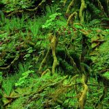 Tropical-Forest-22.jpg