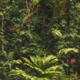 Tropical-Forest-42.jpg