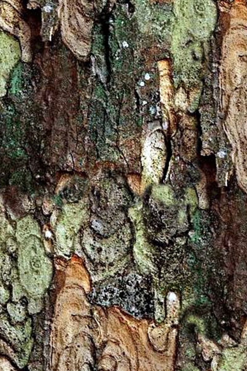 True Bark 23 Camouflage