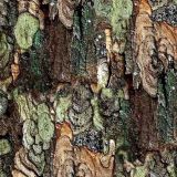 True-Bark-23-Camo.jpg