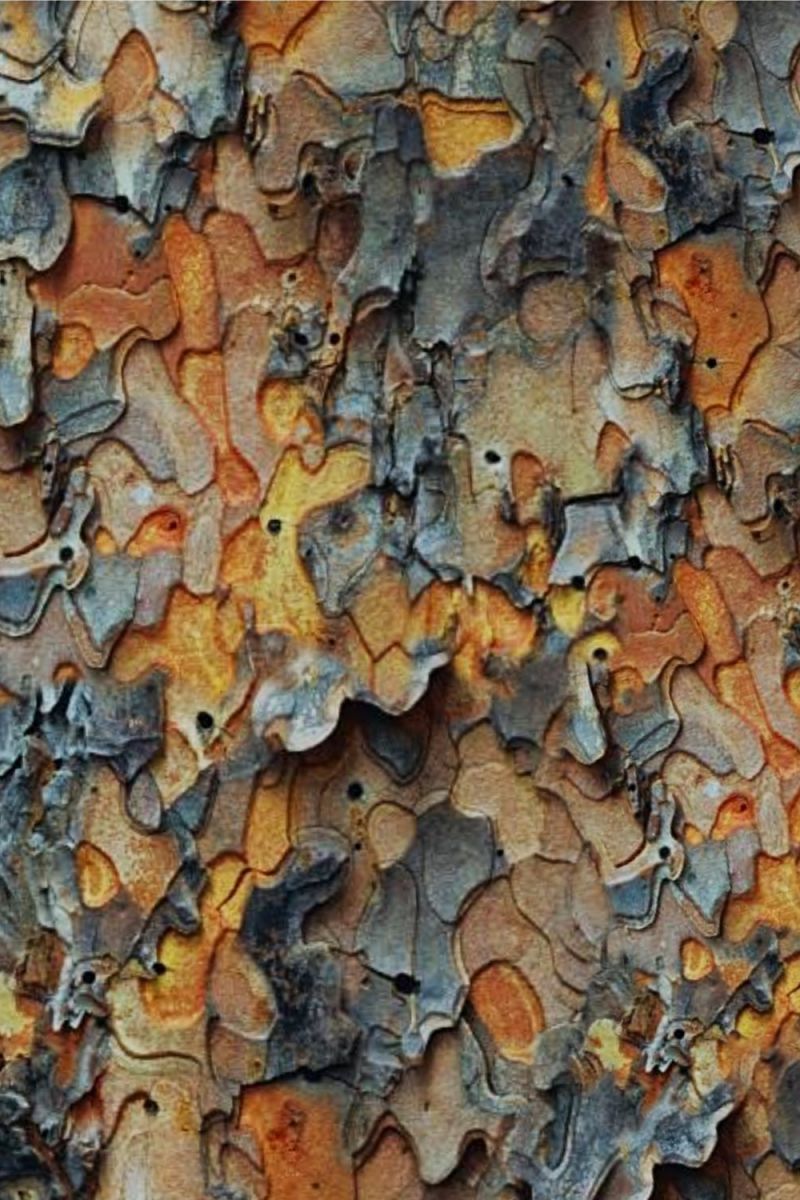 True Bark 24 Camouflage