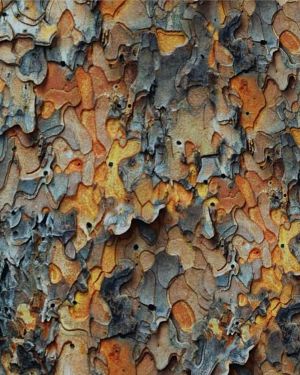 True Bark 24 Camouflage