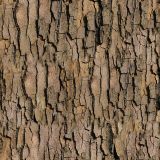 True-Bark-25-thumb.jpg