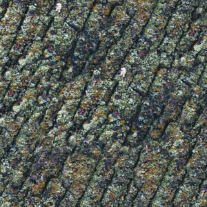 True North Mossy Oak
