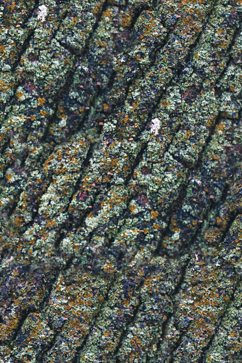 True North Mossy Oak