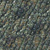 True-North-Mossy-Oak.jpg