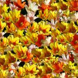 Tulips-22.jpg