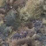 Tumbleweed-22-Camo.jpg