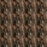 Turkey-Feathers.jpg