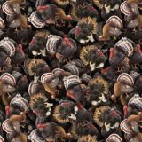 Turkeys-22.jpg