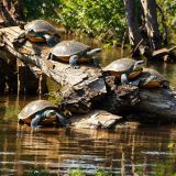 Turtles-Sunning-Themselves.jpg