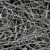 Twigs.jpg