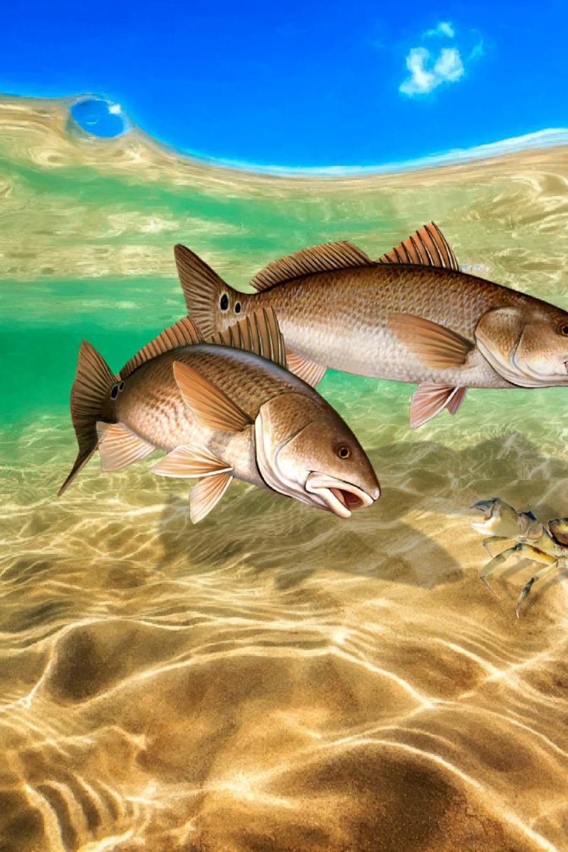 Twin Redfish Underwater 11×16
