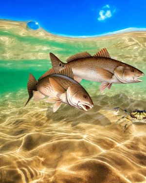 Twin Redfish Underwater 11×16