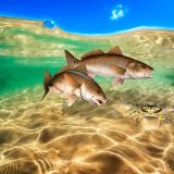 Twin-Redfish-Underwater-11x16-1.jpg