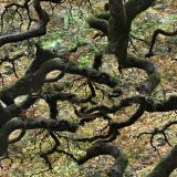 Twisted-Forest.jpg