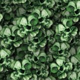 Unlucky-Shamrocks-thumb.jpg