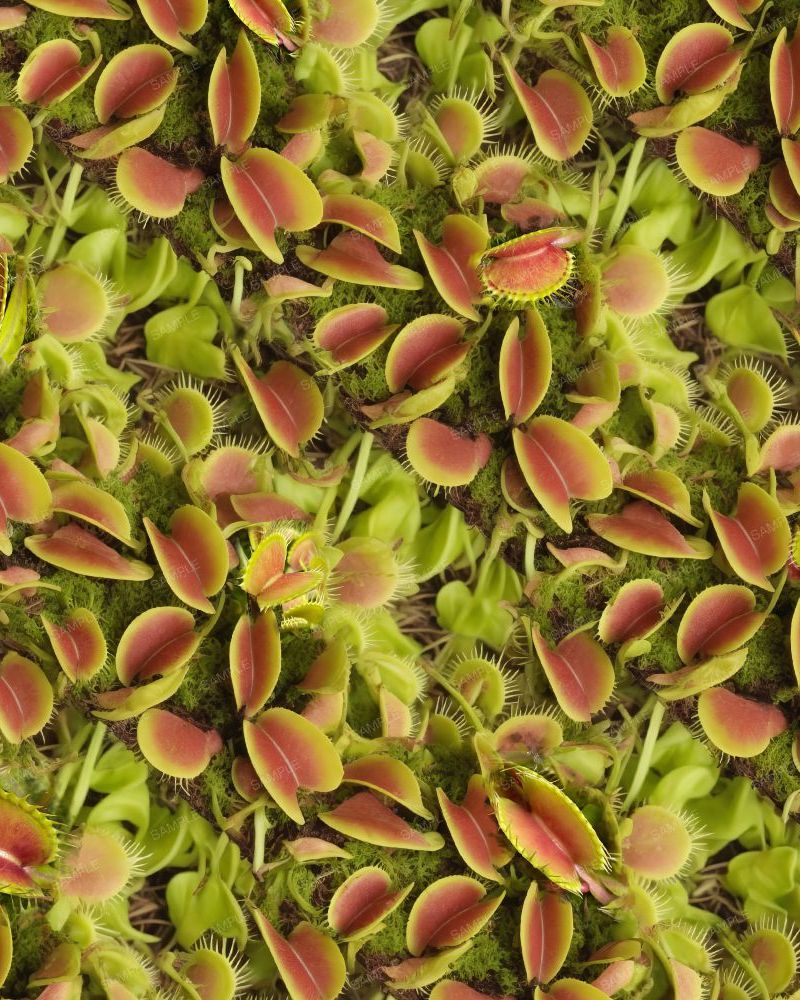 Venus Fly Traps