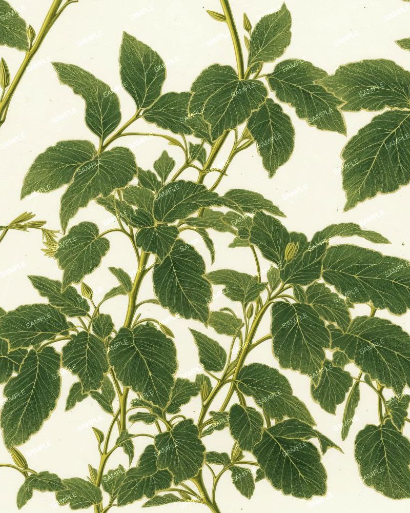 Vintage Botanical Illustration 56