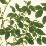 Vintage-Botanical-Illustration-56.jpg