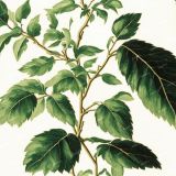 Vintage-Botanical-Illustration-57-1.jpg