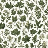 Vintage-Illustration-of-Apothecary-Herbs.jpg