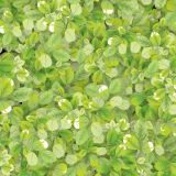 Wall-of-Leaves.jpg