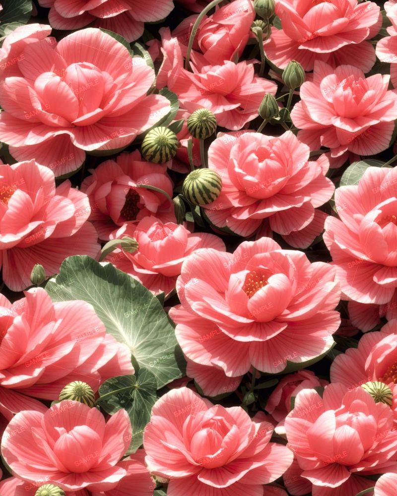 Watermelon Flowers 44