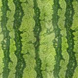 Watermelon-Rind-22.jpg