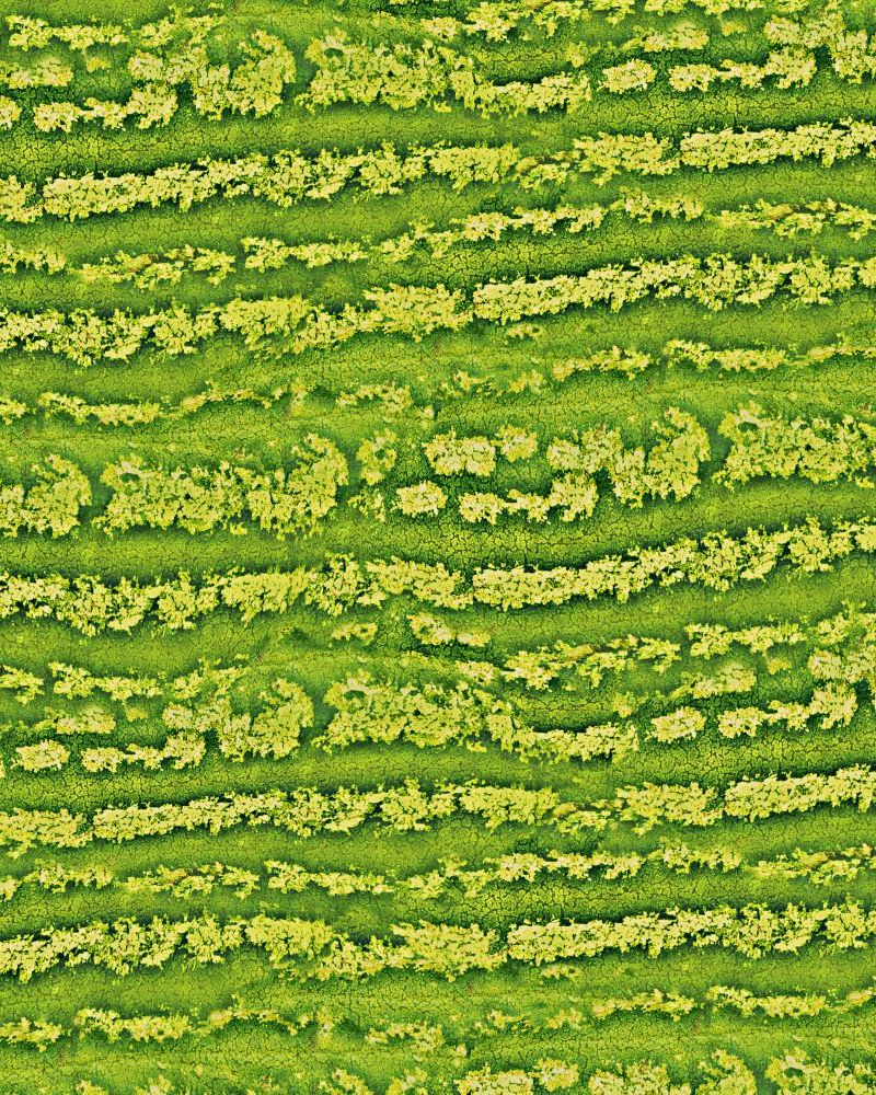 Watermelon Rind 23