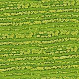Watermelon-Rind-23.jpg