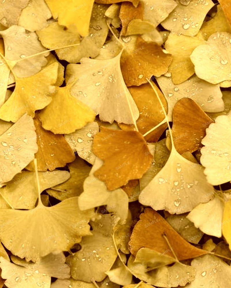 Wet Ginko Biloba Fall