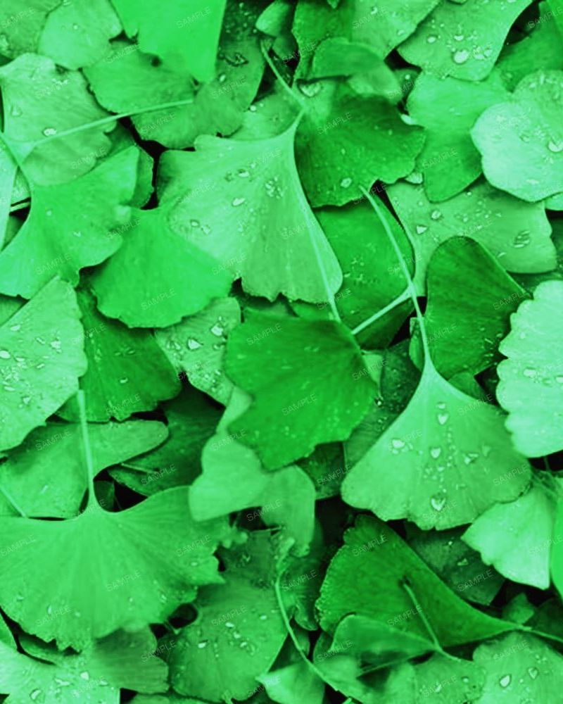 Wet Ginko Biloba Spring