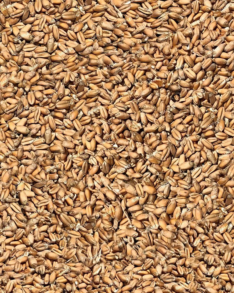 Wheat
