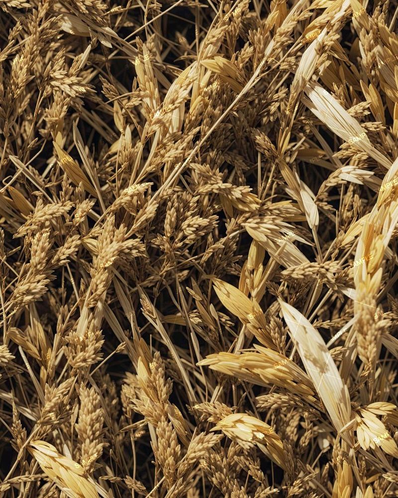 Wheatfield Camouflage