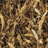 Wheatfield-Camo.jpg