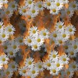 White-Daises-on-Fire.jpg