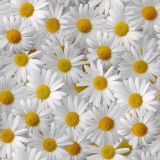 White-Daises.jpg