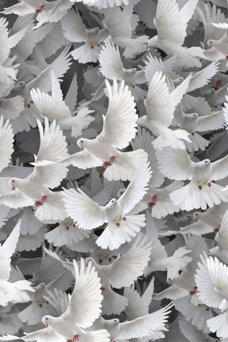 White Doves 22