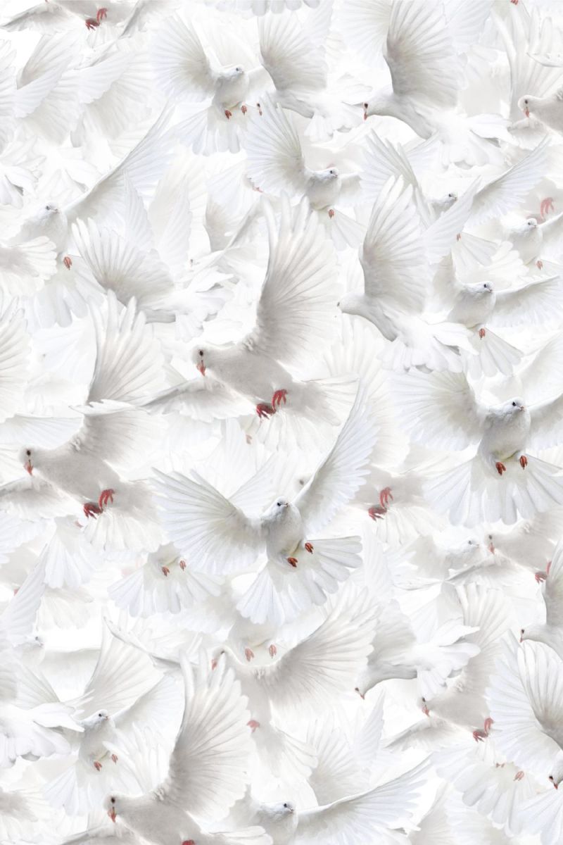 White Doves 23