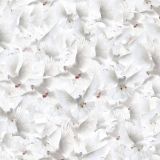 White-Doves-23.jpg