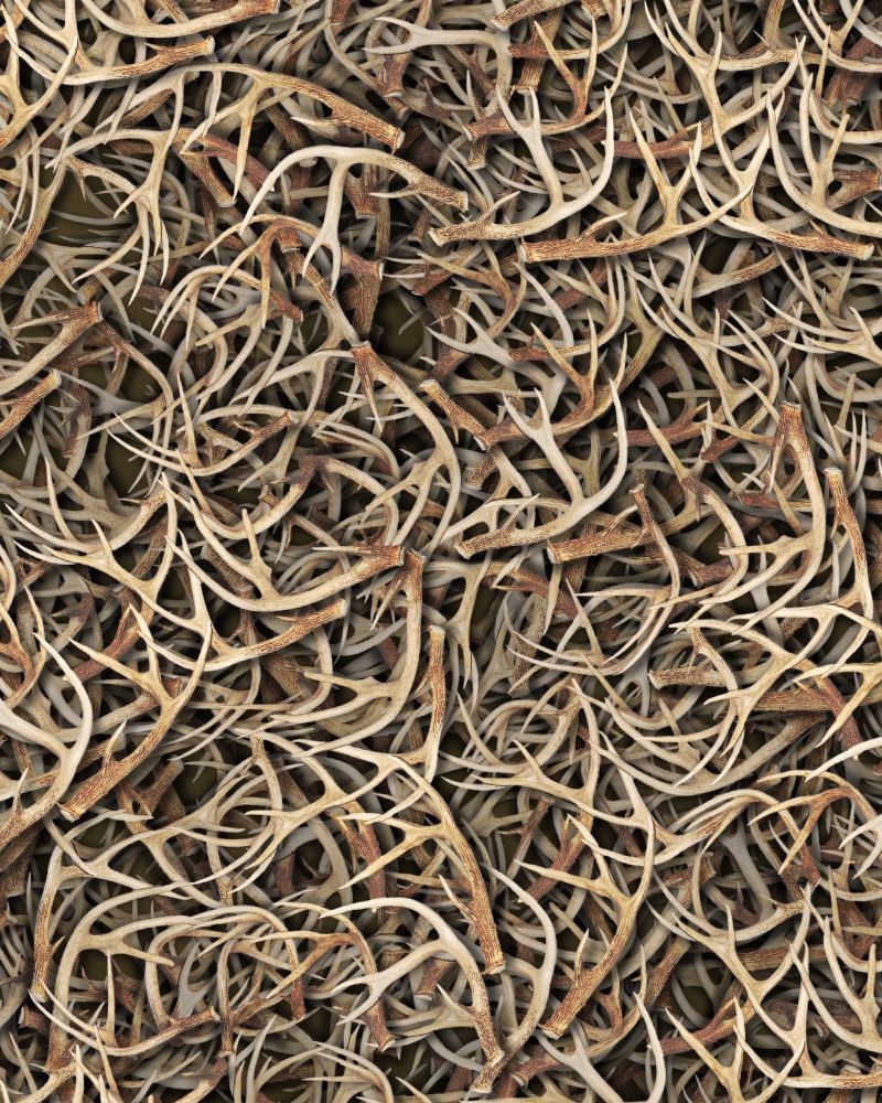 White Tail Deer Antlers 23