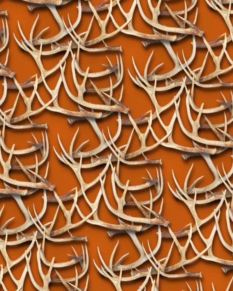 White Tail Deer Antlers 24