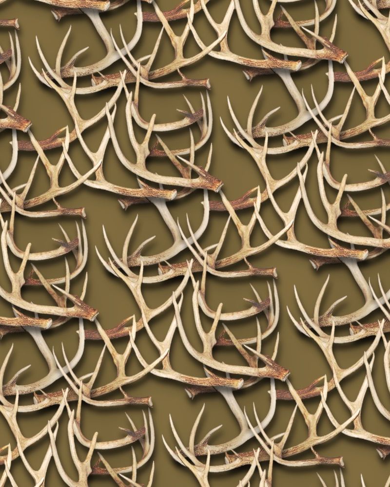 White Tail Deer Antlers 25