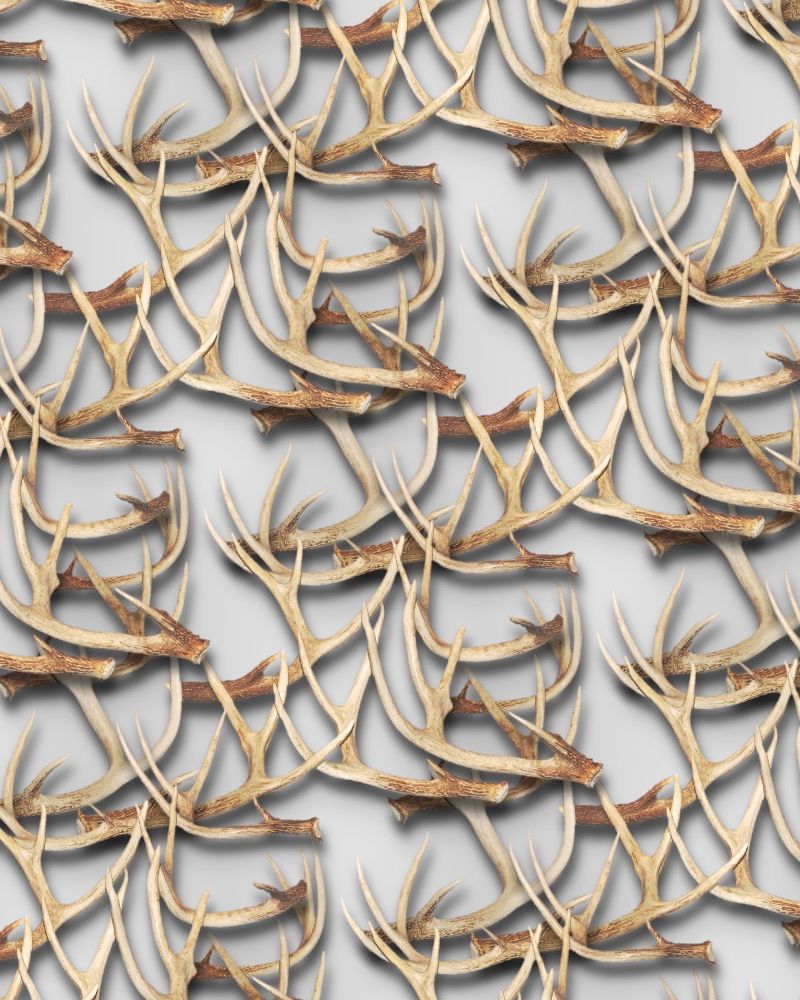 White Tail Deer Antlers 26