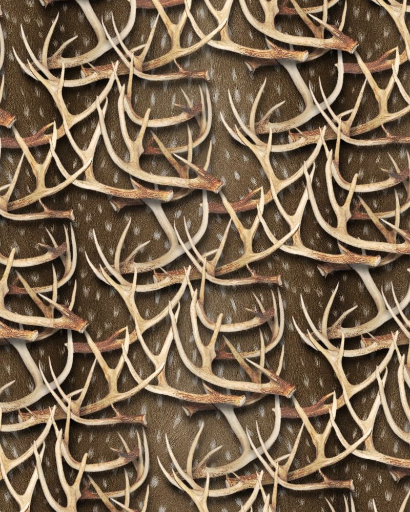 White Tail Deer Antlers 27