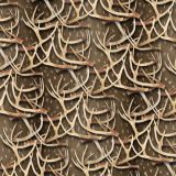 White-Tail-Deer-Antlers-27.jpg